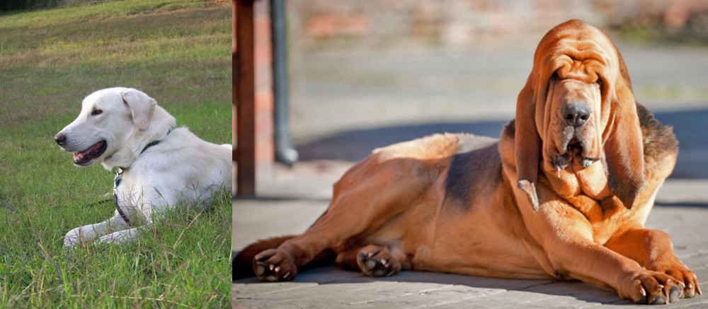 Bloodhound vs Akbash Dog - Breed Comparison