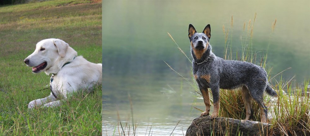 Blue Healer vs Akbash Dog - Breed Comparison