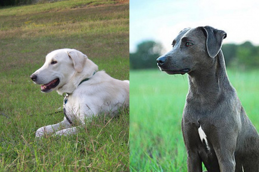 Blue Lacy vs Akbash Dog - Breed Comparison