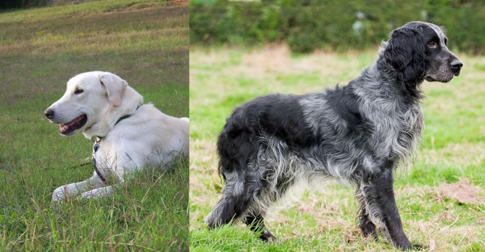 Blue Picardy Spaniel vs Akbash Dog - Breed Comparison