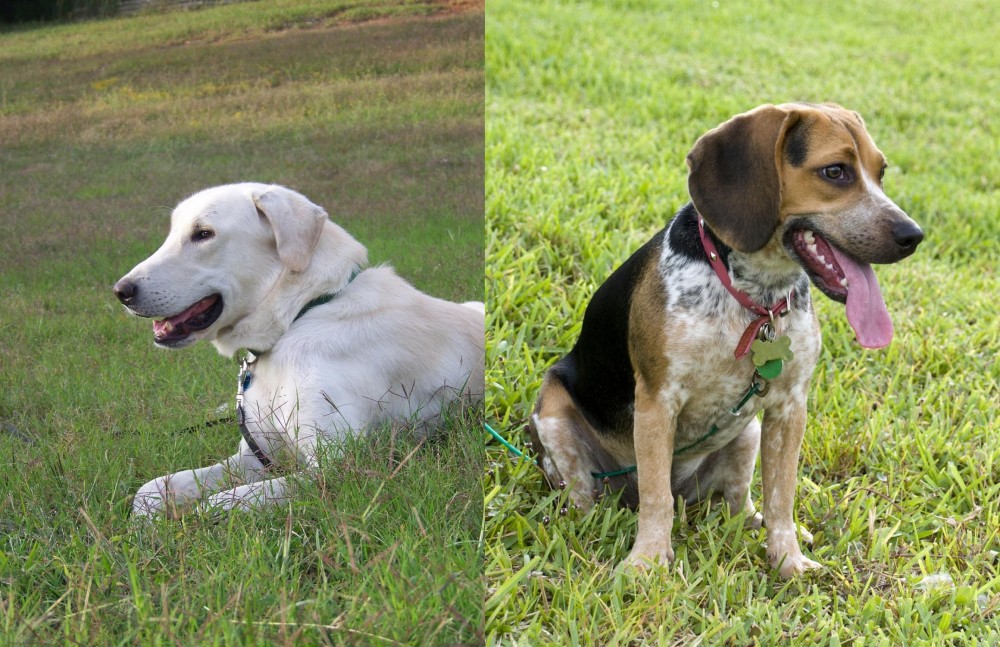 Bluetick Beagle vs Akbash Dog - Breed Comparison