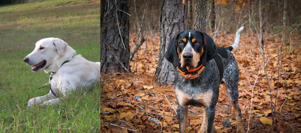 Bluetick Coonhound vs Akbash Dog - Breed Comparison