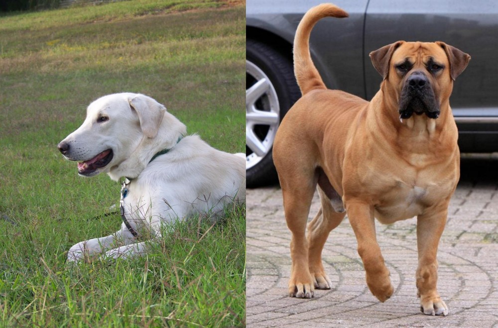 Boerboel vs Akbash Dog - Breed Comparison