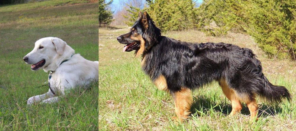 Bohemian Shepherd vs Akbash Dog - Breed Comparison
