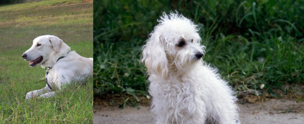 Bolognese vs Akbash Dog - Breed Comparison