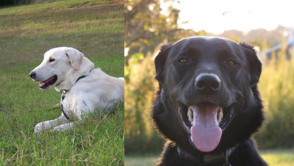 Borador vs Akbash Dog - Breed Comparison