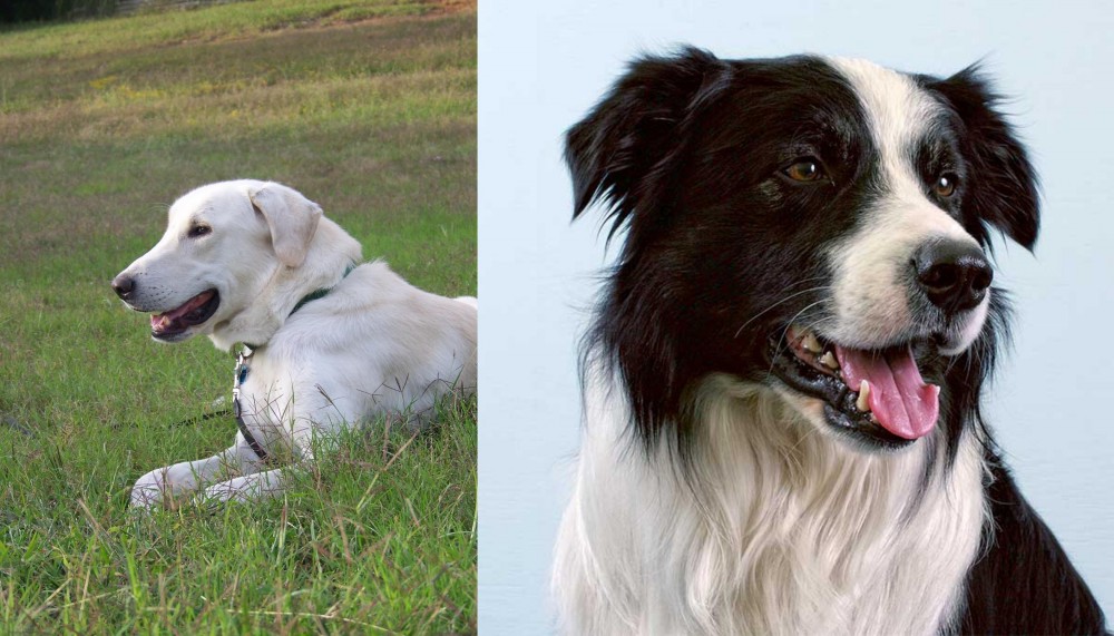 Border Collie vs Akbash Dog - Breed Comparison