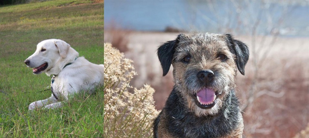 Border Terrier vs Akbash Dog - Breed Comparison