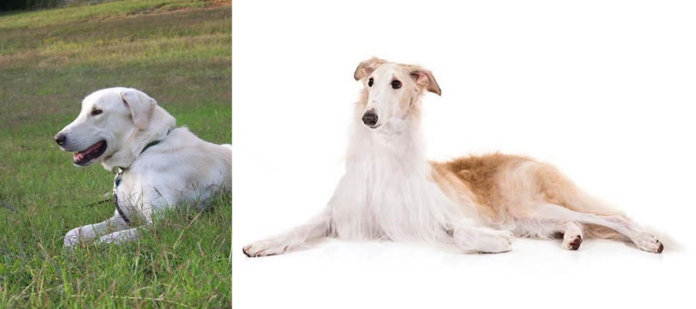 Borzoi vs Akbash Dog - Breed Comparison