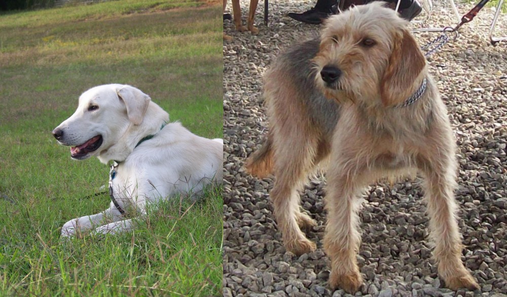 Bosnian Coarse-Haired Hound vs Akbash Dog - Breed Comparison
