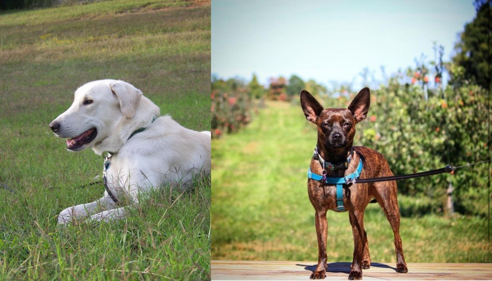 Bospin vs Akbash Dog - Breed Comparison