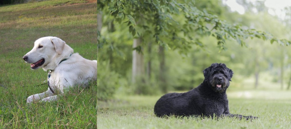 Bouvier des Flandres vs Akbash Dog - Breed Comparison