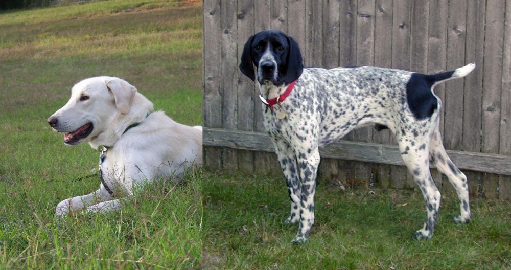 Braque d'Auvergne vs Akbash Dog - Breed Comparison