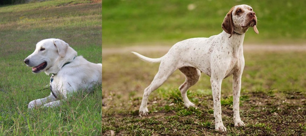 Braque du Bourbonnais vs Akbash Dog - Breed Comparison