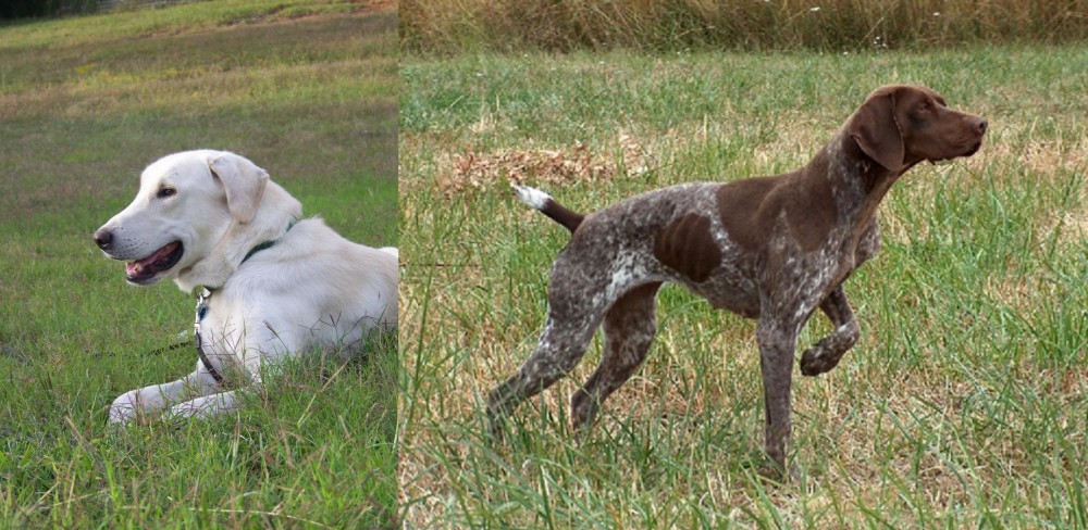 Braque Francais vs Akbash Dog - Breed Comparison