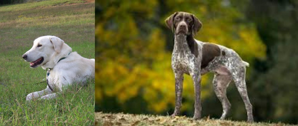 Braque Francais (Gascogne Type) vs Akbash Dog - Breed Comparison