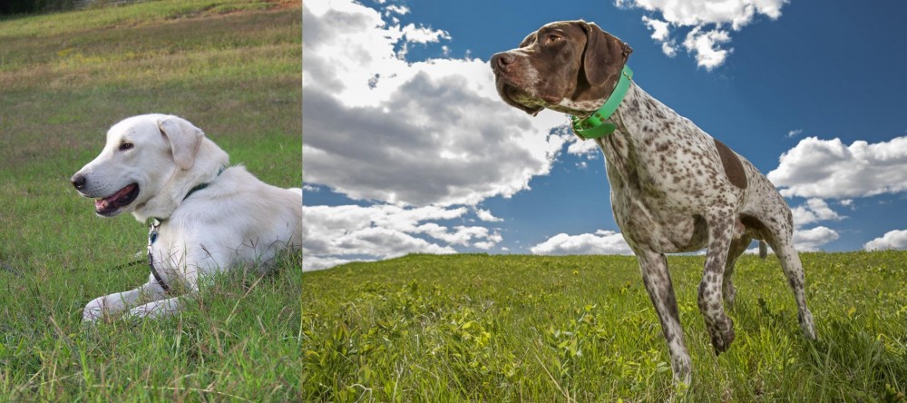Braque Francais (Pyrenean Type) vs Akbash Dog - Breed Comparison