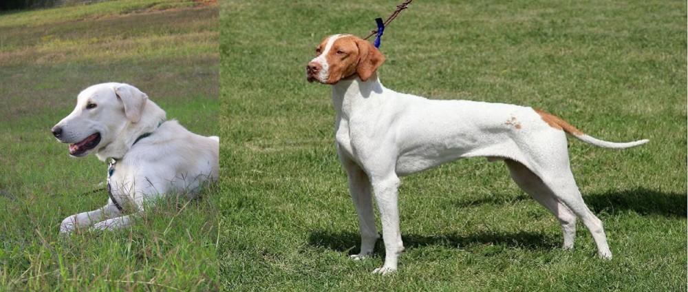 Braque Saint-Germain vs Akbash Dog - Breed Comparison