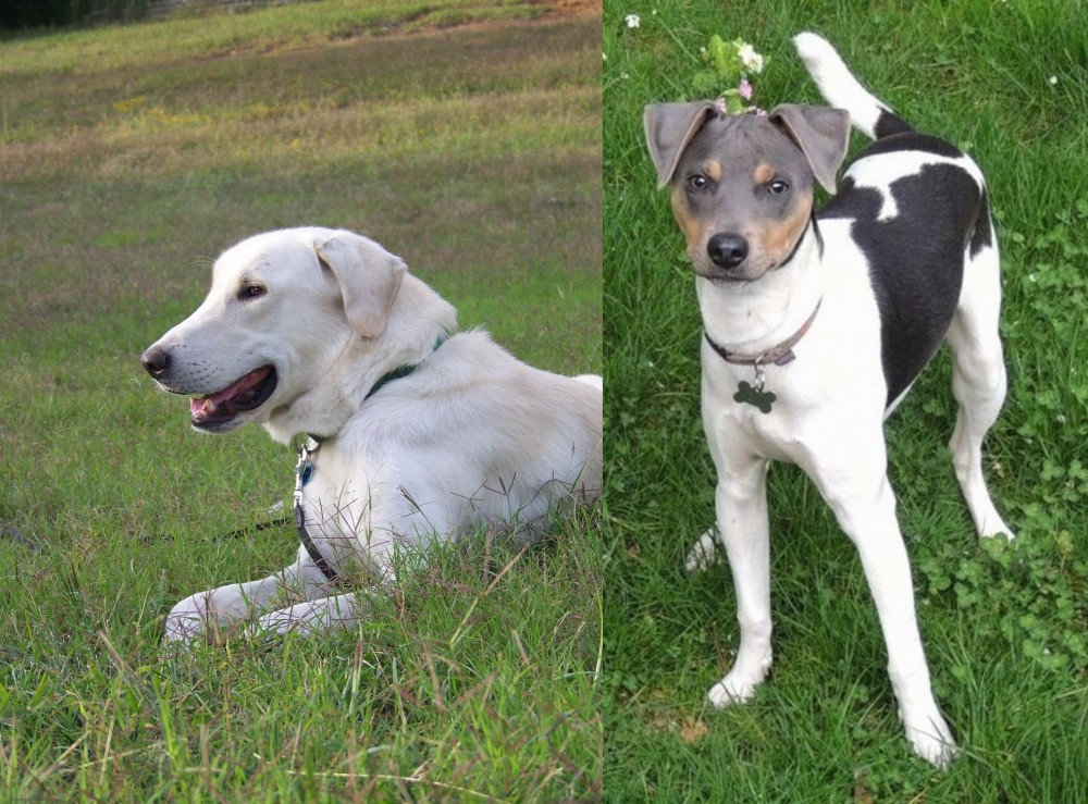 Brazilian Terrier vs Akbash Dog - Breed Comparison