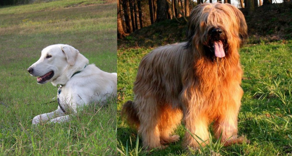 Briard vs Akbash Dog - Breed Comparison