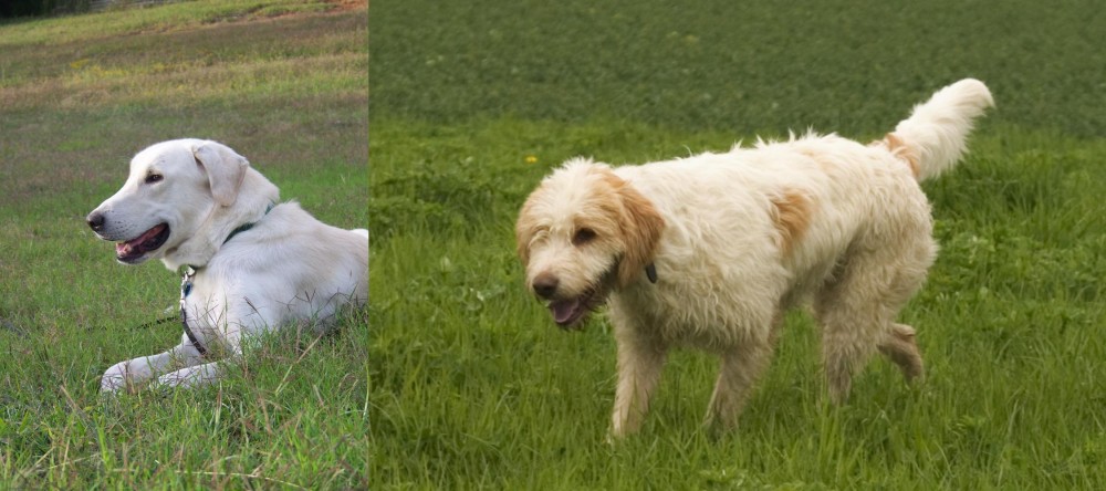 Briquet Griffon Vendeen vs Akbash Dog - Breed Comparison