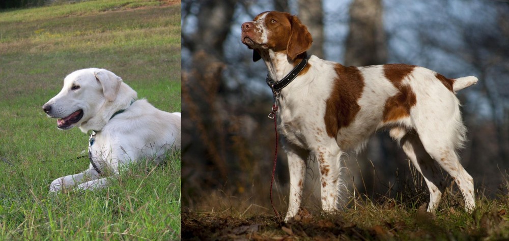 Brittany vs Akbash Dog - Breed Comparison