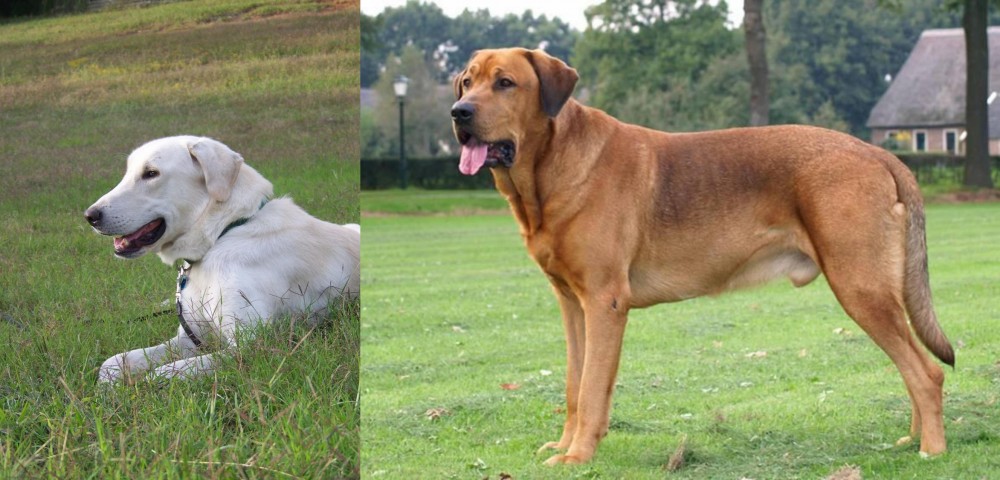 Broholmer vs Akbash Dog - Breed Comparison