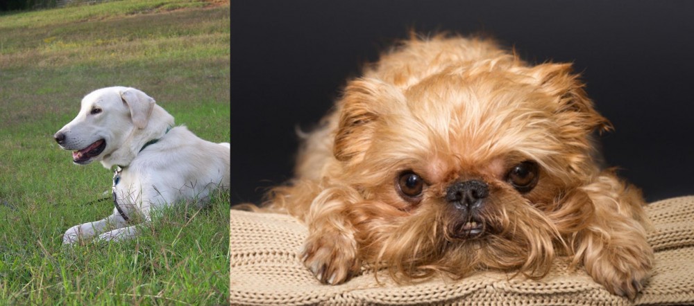 Brug vs Akbash Dog - Breed Comparison