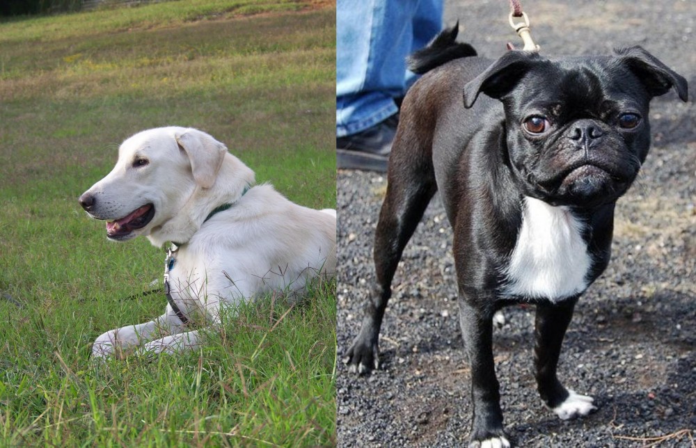 Bugg vs Akbash Dog - Breed Comparison