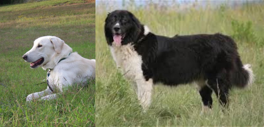Bulgarian Shepherd vs Akbash Dog - Breed Comparison