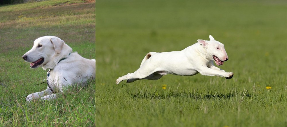 Bull Terrier vs Akbash Dog - Breed Comparison