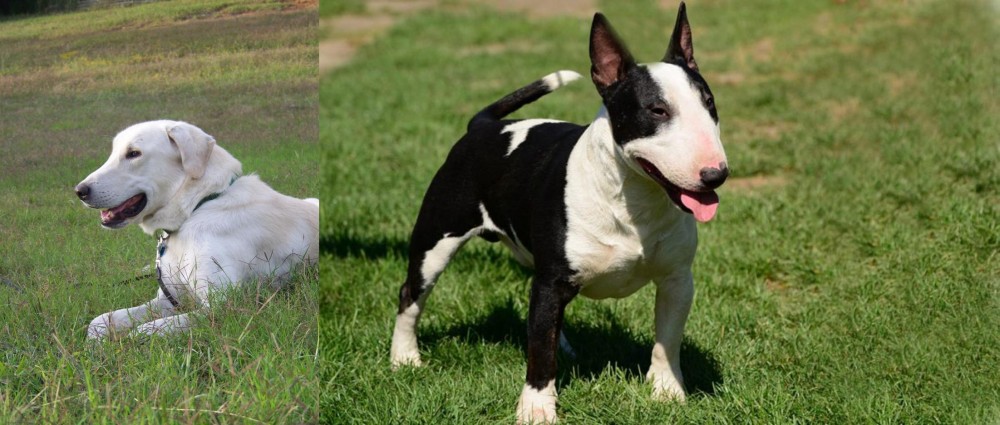 Bull Terrier Miniature vs Akbash Dog - Breed Comparison