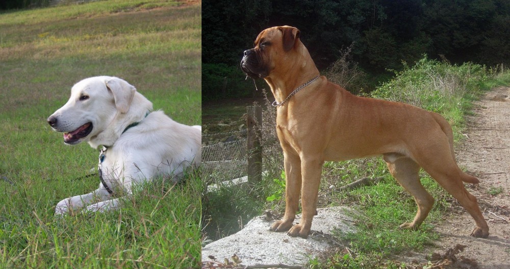 Bullmastiff vs Akbash Dog - Breed Comparison