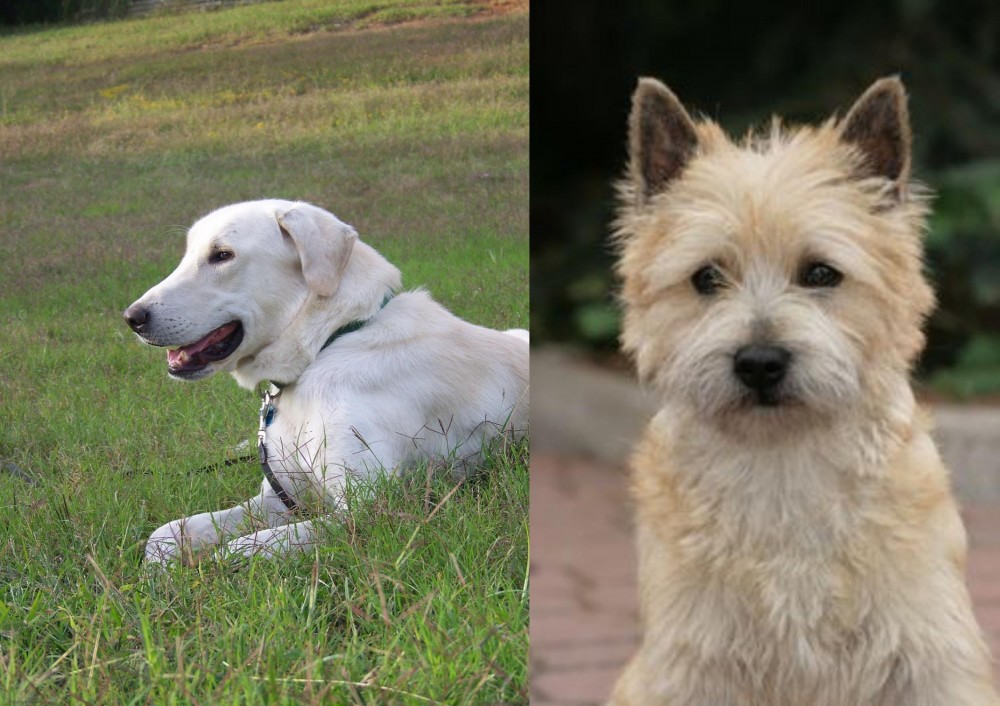 Cairn Terrier vs Akbash Dog - Breed Comparison