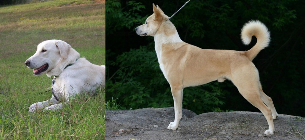 Canaan Dog vs Akbash Dog - Breed Comparison