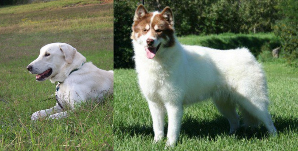 Canadian Eskimo Dog vs Akbash Dog - Breed Comparison