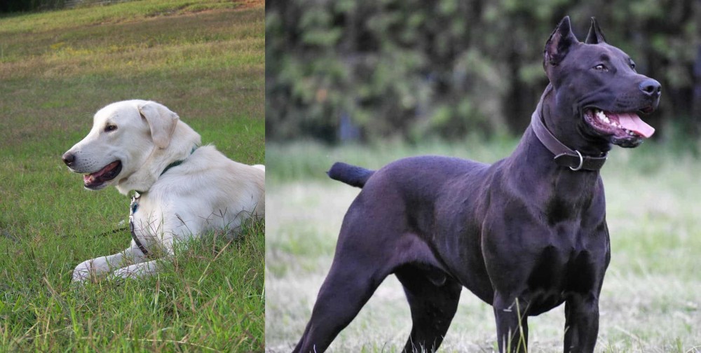 Canis Panther vs Akbash Dog - Breed Comparison