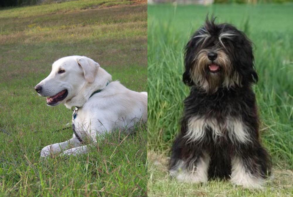 Cao da Serra de Aires vs Akbash Dog - Breed Comparison