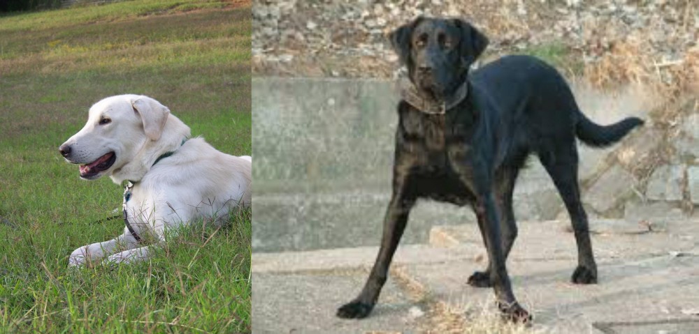 Cao de Castro Laboreiro vs Akbash Dog - Breed Comparison