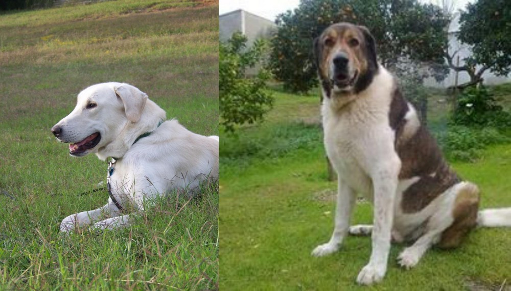 Cao de Gado Transmontano vs Akbash Dog - Breed Comparison