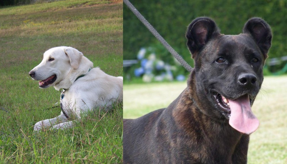Cao Fila de Sao Miguel vs Akbash Dog - Breed Comparison