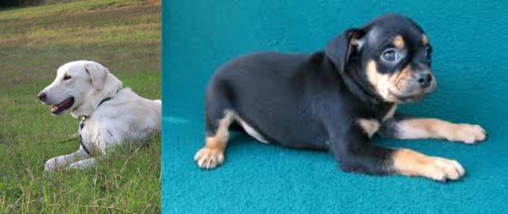 Carlin Pinscher vs Akbash Dog - Breed Comparison