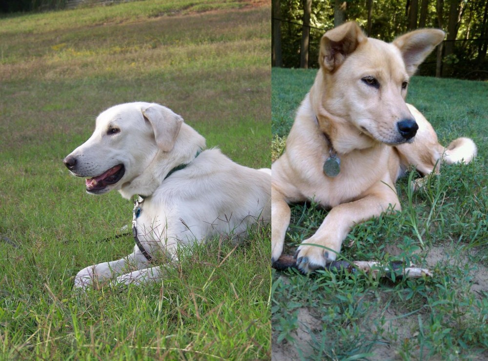 Carolina Dog vs Akbash Dog - Breed Comparison