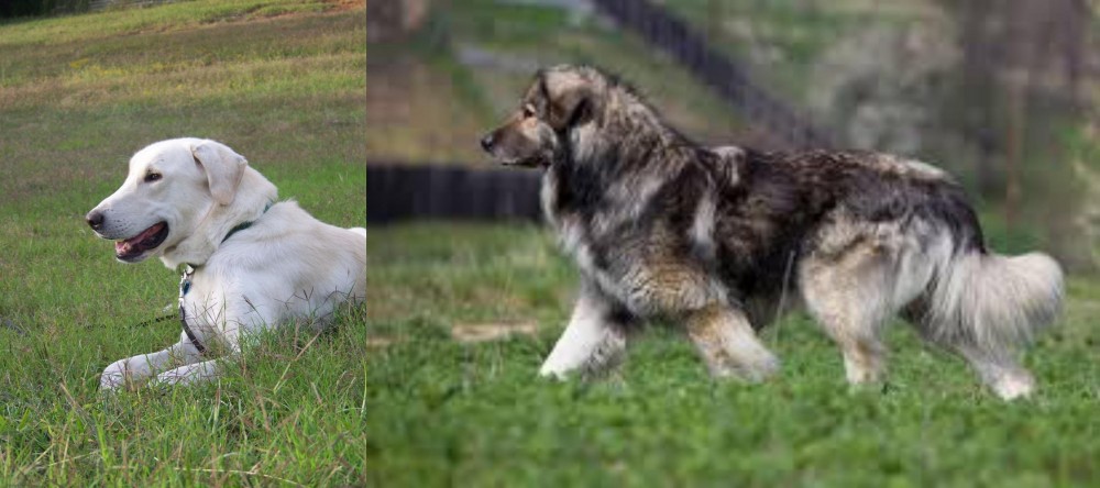 Carpatin vs Akbash Dog - Breed Comparison