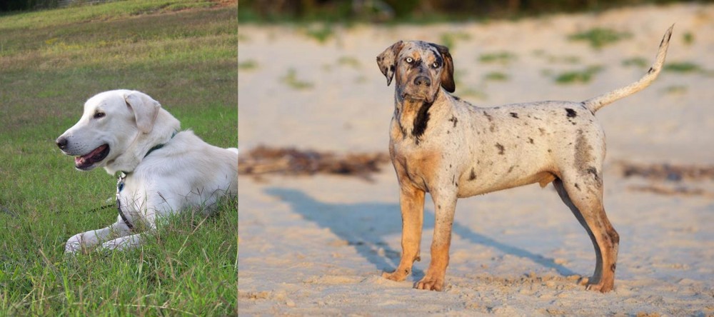 Catahoula Cur vs Akbash Dog - Breed Comparison