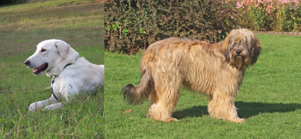 Catalan Sheepdog vs Akbash Dog - Breed Comparison