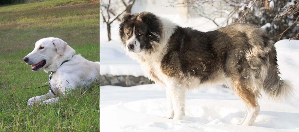 Caucasian Shepherd vs Akbash Dog - Breed Comparison
