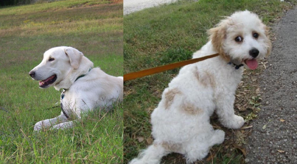 Cavachon vs Akbash Dog - Breed Comparison