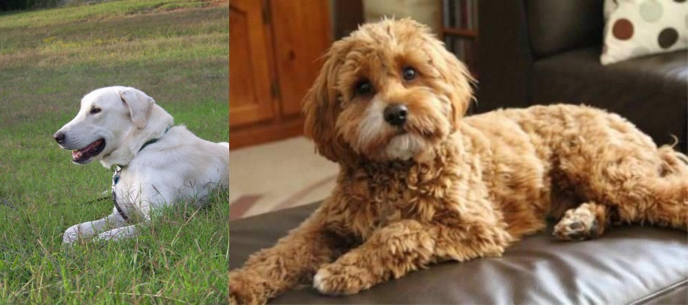 Cavapoo vs Akbash Dog - Breed Comparison