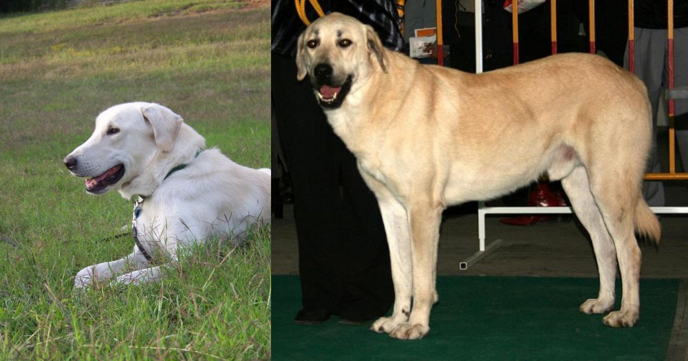 Central Anatolian Shepherd vs Akbash Dog - Breed Comparison